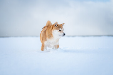 Shiba inu dog at Winter