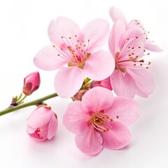 Pink Blossom Branch Close-up Photography of Delicate Flowers, Spring Floral Composition, Nature's Beauty, Macro, White Background. Flower, Spring