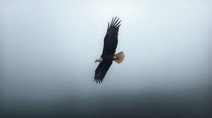 Obraz premium A majestic bald eagle soars powerfully through the sky, sunlight highlighting its intricate feathers. Below, a vast valley with forests and a river adds depth, symbolizing freedom and nature's grandeu