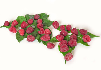 Large, red raspberry berries, on green raspberry leaves, on a white background.