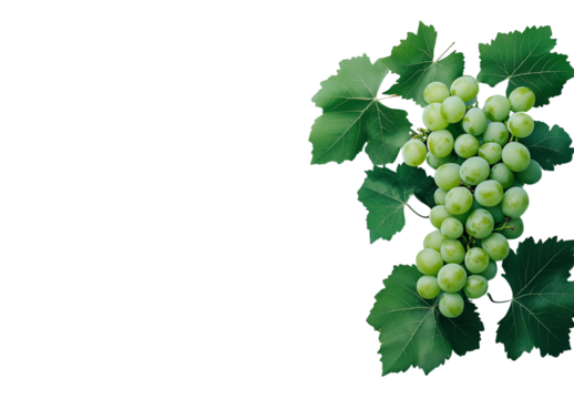 a bunch of green grapes with leaves isolated on a transparent background - Powered by Adobe