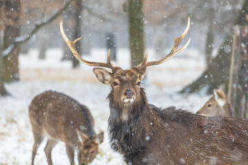 Winter landscape with Sika Deer - Cervus nippon. There is snow on the meadow and it is snowing in...