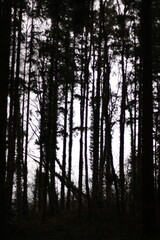 big trees in the forest at sunset