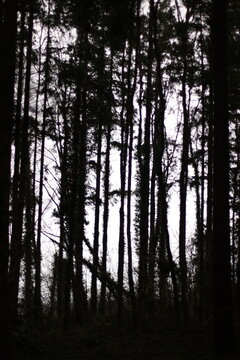 big trees in the forest at sunset