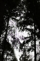 sunset in the forest