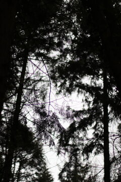 sunset in the forest