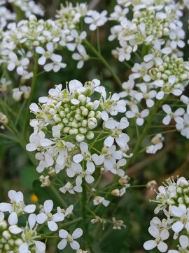 lepidium draba flower or whitetop flower or flower of the hoary cress, or Thanet cress flower