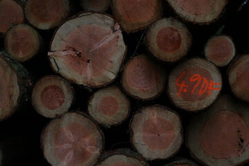 a handful of logs from trees