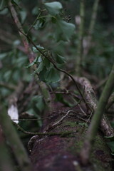 the bark of a lying tree has sprouted branches