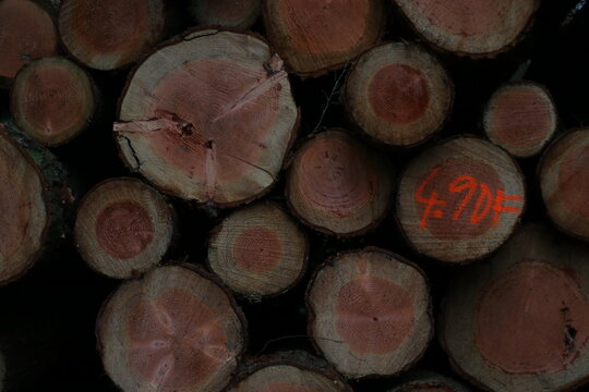 a handful of logs from trees