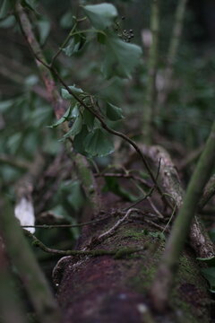 the bark of a lying tree has sprouted branches