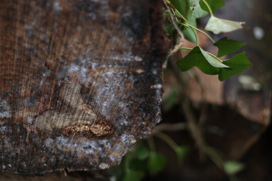 close-up of a tree cut