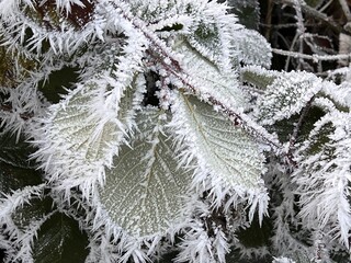 Detailed view of green leaves covered with hoarfrost in freezing temperatures