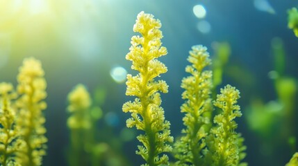 Underwater green seaweed growing with sunlight filtering through. Marine life and conservation concept.
