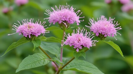 Obraz premium Pink Bee Balm blooms, meadow, summer, nature, floral, background blur, botany, garden, healthcare