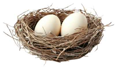 PNG Nest setting eggs bird.