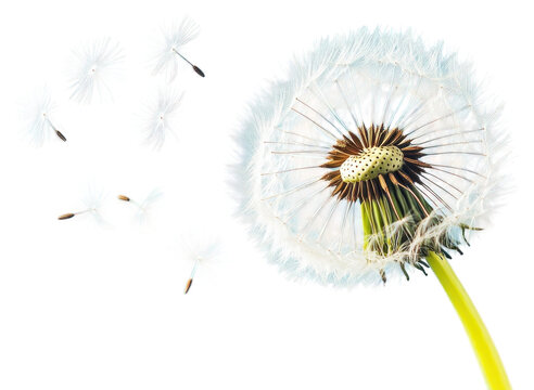 PNG Dandelion with seeds blowing away blue sky flower plant photography.