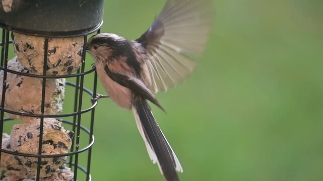 Long Tailed Tit (Aegithalos caudatus) eating fat balls from a garden bird feeder. February, Kent, UK [Slow motion x10]	