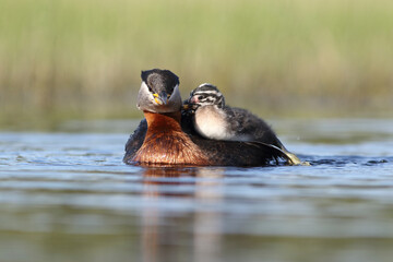 Perkoz rdzawoszyi (Podiceps grisegena), red-necked grebe  © Bartosz Rakoczy