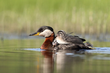 Perkoz rdzawoszyi (Podiceps grisegena), red-necked grebe  © Bartosz Rakoczy