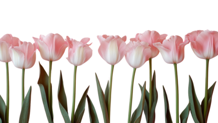 PNG The bottom of the image pink background pink tulips flowers.