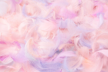 Colorful feather background, top view.