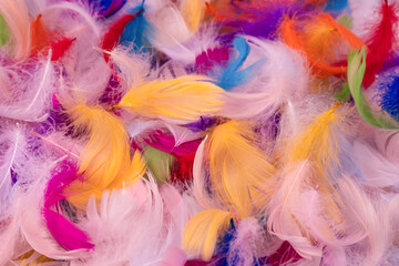 Colorful feather background, top view.