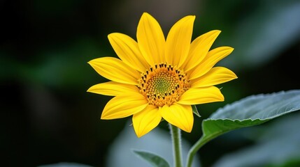 Fototapeta premium Vibrant Yellow Sunflower Closeup Against Dark Green Background