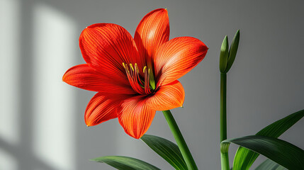 Fototapeta premium A stunning close-up of a bright red flower showcasing intricate petals. The vibrant colors and natural light create a serene atmosphere, perfect for home decor