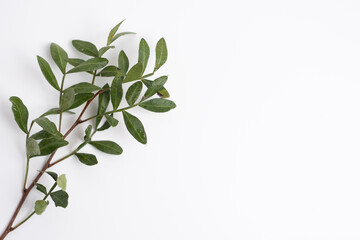 Green eucalyptus leaves on a branch. Fresh eucalyptus close-up, on a light background, aromatic, essential oil. Aromatherapy
