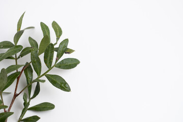Green eucalyptus leaves on a branch. Fresh eucalyptus close-up, on a light background, aromatic, essential oil. Aromatherapy