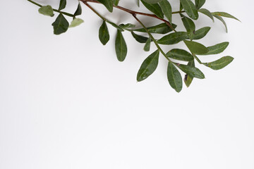 Green eucalyptus leaves on a branch. Fresh eucalyptus close-up, on a light background, aromatic, essential oil. Aromatherapy