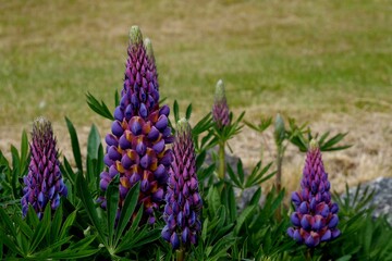 Purple lupin flowers at Port Stanley Falkland Island