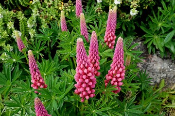 Pink lupin flowers at Port Stanley Falkland Island