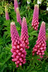 Pink lupin flowers at Port Stanley Falkland Island