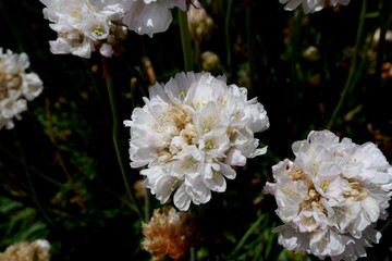 Armeria flowers at Port Stanley Falklands Island