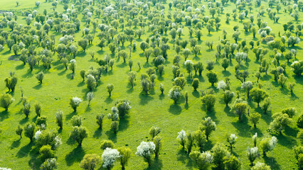 Natural Scenery of Yili Grassland in Xinjiang