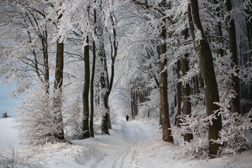 winter landscape moravia czechia
