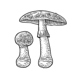 Amanita. Vintage monochrome black vector engraving illustration isolated on white