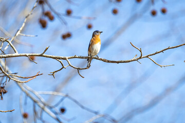 Blue Bird perched in a tree at West Point Dam in Alabama.