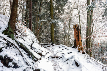 Leśna ścieżka na Warmii. © Janusz Lipiński