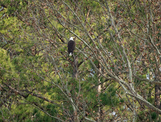 Bald Eagles in pine trees over the West Point Dam in Alabama.