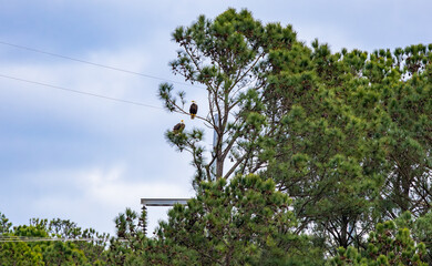 Bald Eagles in pine trees over the West Point Dam in Alabama.