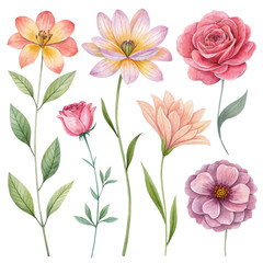 Watercolor Floral Composition Six Delicate Flowers Isolated on Transparent Background, Botanical Illustration, Spring Flowers, Flowers, Watercolor, PNG
