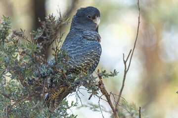 Black cockatoo perched on a branch.