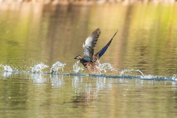 Duck taking flight from a serene lake.