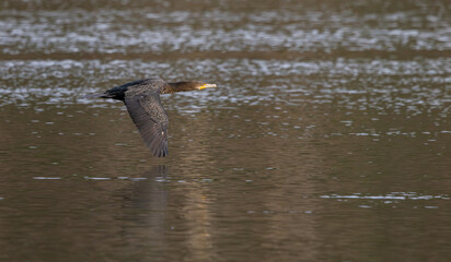 Cormorant flying low over the river that flows under West Point Dam.
