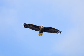Obraz premium Bald Eagle flying over West Point Dam in Alabama.