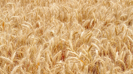 Mature wheat ears