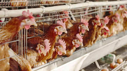 chicken farm © WenPhoto